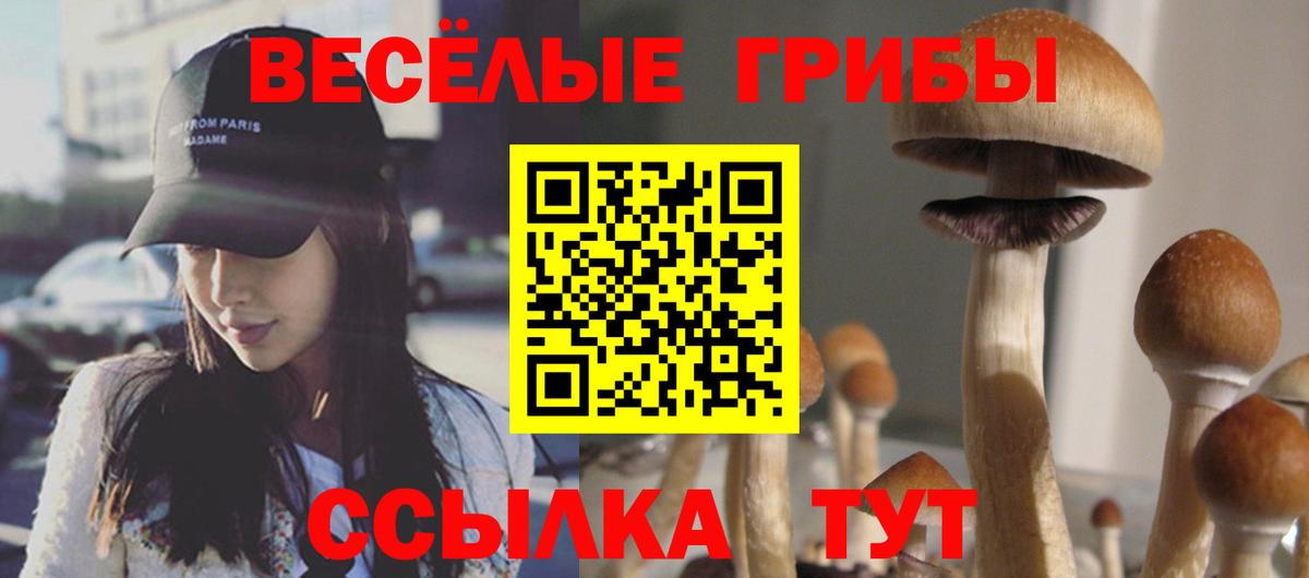 Галлюциногенные грибы Psilocybine cubensis  купить  цена  Нальчик  Галлюциногенные грибы прущие грибы  Вход с VPN 